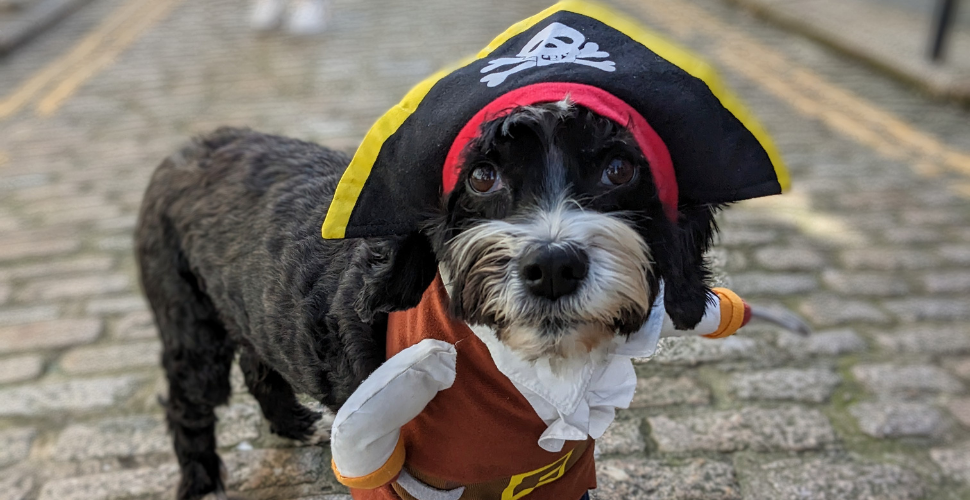 Small dog dressed in Pirate Fancy Dress